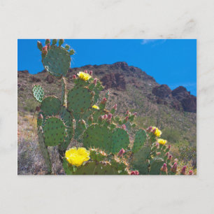 Cartão Postal EUA, Arizona. Cacto Nas Colinas