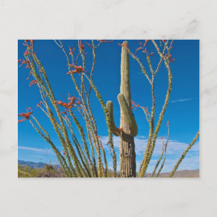 Cartão Postal EUA, Arizona. Cacto no Parque Nacional Saguaro