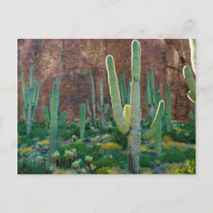 Cartão Postal EUA, Arizona. Campo de Cactus Saguaro por um penha