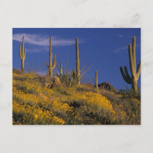 Cartão Postal EUA, Arizona, Organ Pipe Cactus National 2