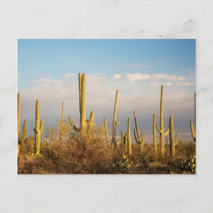 Cartão Postal EUA, Arizona, Parque Nacional Saguaro, Saguaro