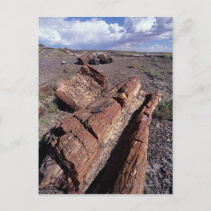 Cartão Postal EUA, Arizona, Petrified Forest National Park, 2