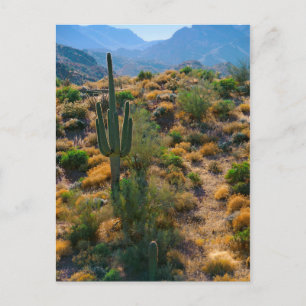 Cartão Postal EUA, Arizona. Vista do Deserto