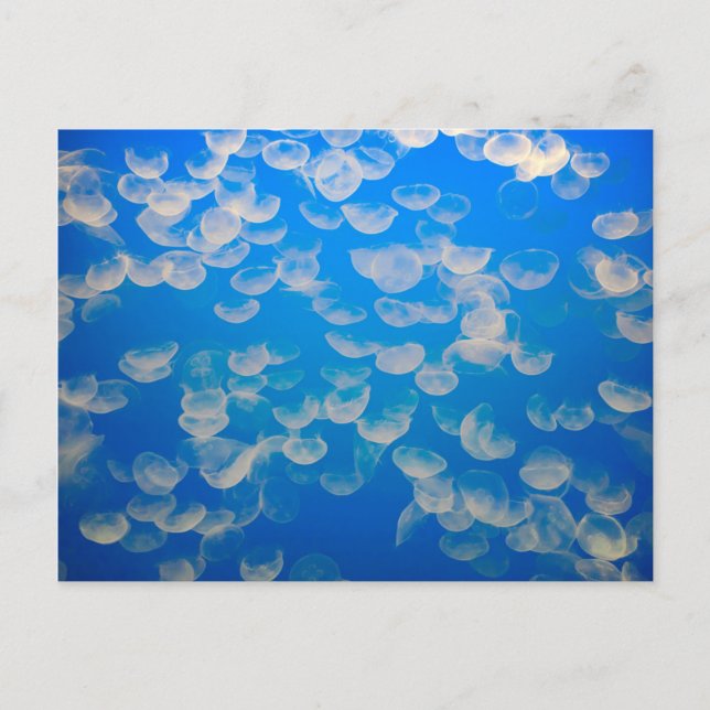 Cartão Postal EUA, Califórnia. Água-Velho Na Baía De Monterey (Frente)