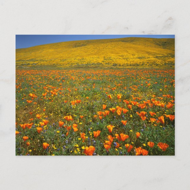 Cartão Postal EUA, Califórnia, Antelope Valley California (Frente)