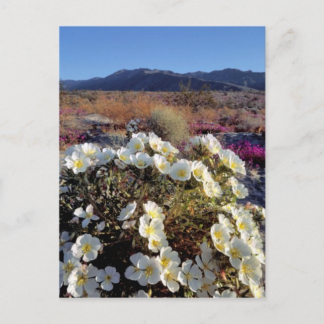 Cartão Postal EUA, Califórnia, Anza-Borrego DSP. Dune à noite 2 (Frente)