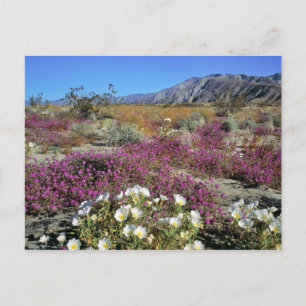 Cartão Postal EUA, Califórnia, Anza-Borrego DSP. Tarde de dunas