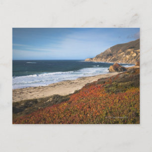 Cartão Postal EUA, Califórnia, Big Sur, plantas vermelhas por p