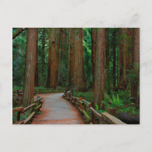 Cartão Postal EUA, Califórnia. Caminho entre Redwoods em Muir
