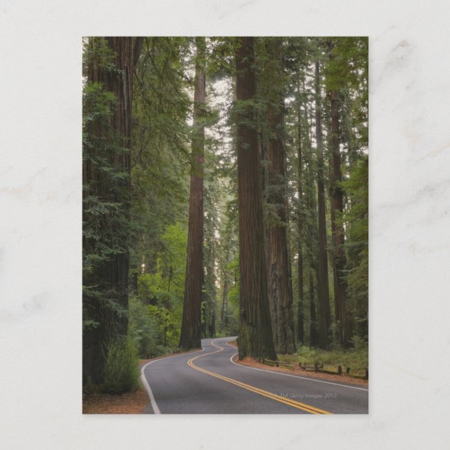 Cartão Postal EUA, Califórnia, estrada através da floresta Redwo (Frente)