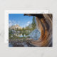 Cartão Postal EUA, Califórnia, Floresta Nacional Inyo. Pinheiro  (Frente/Verso)