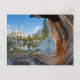 Cartão Postal EUA, Califórnia, Floresta Nacional Inyo. Pinheiro  (Frente)