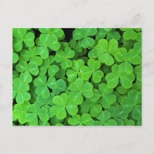 Cartão Postal EUA, Califórnia, Jedediah Smith Rewood SP.