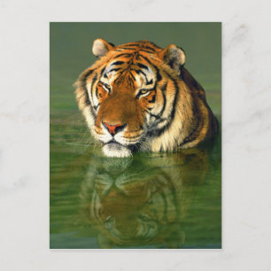 Cartão Postal EUA, Califórnia, Los Angeles County. Bengala