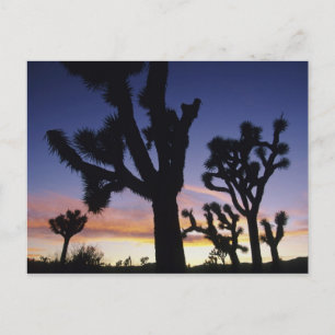 Cartão Postal EUA, Califórnia, Parque Nacional Joshua Tree,