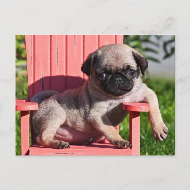 Cartão Postal EUA, Califórnia. Pug Puppy Slouch (Frente)