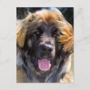 Cartão Postal EUA, Califórnia. Retrato Da Sentada De Leonberger