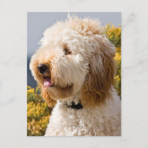 Cartão Postal EUA, Califórnia. Retrato de Labradoodle 3