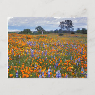 Cartão Postal EUA, Califórnia, Santa Margarita, Avenales