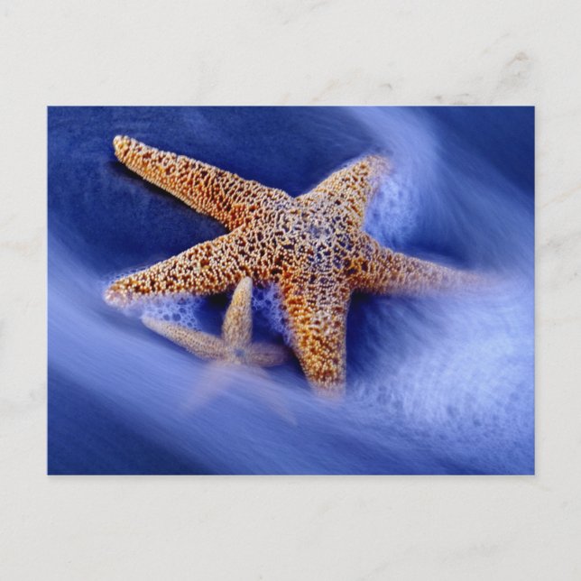 Cartão Postal EUA, Carolina do Sul, Ilha Hilton Head. Dois (Frente)