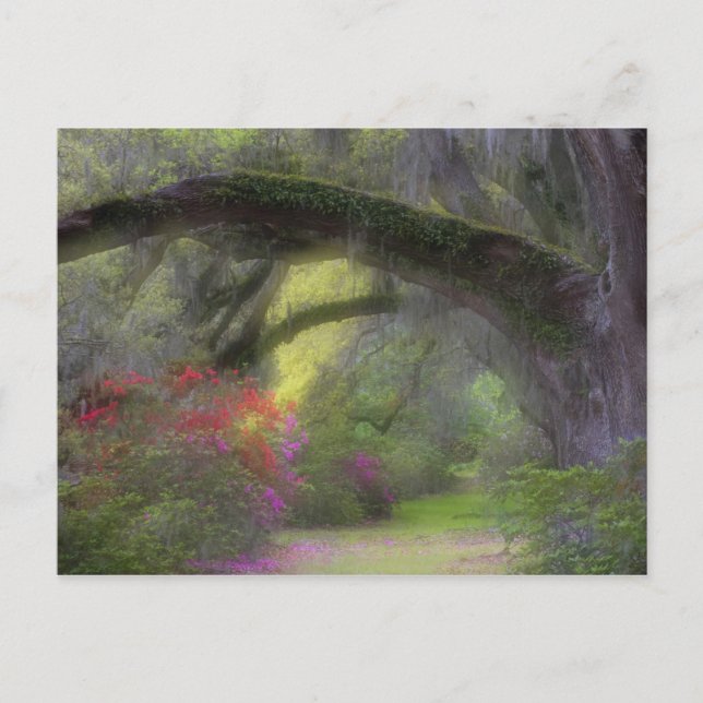 Cartão Postal EUA, Carolina do Sul, Magnolia Gardens. (Frente)