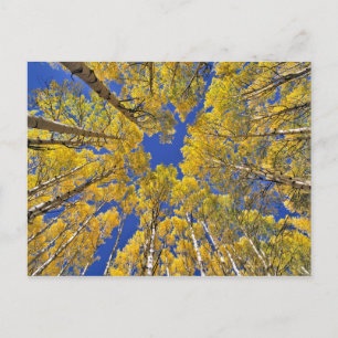 Cartão Postal EUA, Colorado, área de Aspen. Floresta de Aspen no