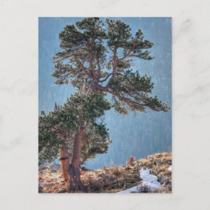 Cartão Postal EUA, Colorado, Árvore em Estes Park