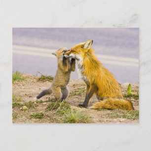 Cartão Postal EUA, Colorado, Breckenridge. Mãe de raposa vermelh