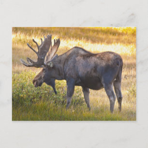 Cartão Postal EUA, Colorado, Cameron Pass. Alce macho