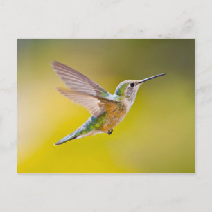 Cartão Postal EUA, Colorado, Condado de Summit, Heeney. Vista la