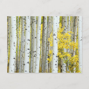 Cartão Postal EUA, Colorado, Floresta Nacional White River,