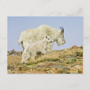Cartão Postal EUA, Colorado, Montanhas Rochosas, Monte Evans,