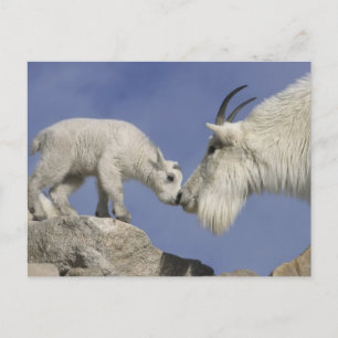 Cartão Postal EUA, Colorado, Monte Evans. Mãe de cabra de montan