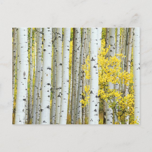 Cartão Postal EUA, Colorado, White River National Forest, (Frente)