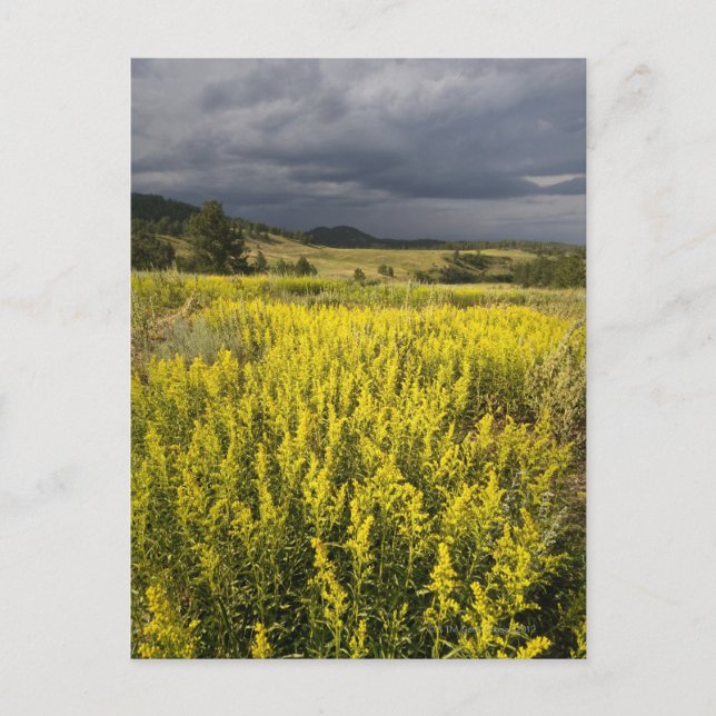 Cartão Postal EUA, Dakota do Sul, Flores e tempestade (Frente)