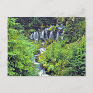 Cartão Postal EUA, Estado de Washington, Mt Adams Wilderness. Gê