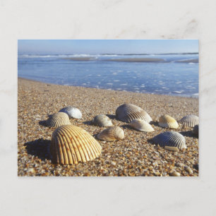 Cartão Postal EUA, Flórida, Conchas Marinhas Costeiras