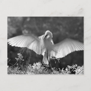 Cartão Postal EUA, Flórida, Excelente Egret (Ardea alba) infrave