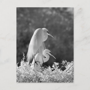 Cartão Postal EUA, Flórida, Excelente Egret (Ardea alba) infrave
