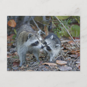 Cartão Postal EUA, Florida, Sanibel, nacional querido de Ding