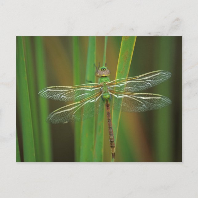 Cartão Postal EUA, Geórgia. Dragonfly verde-escuro nas sementes (Frente)