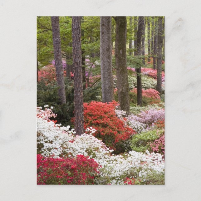 Cartão Postal EUA, Geórgia, Pine Mountain. Uma floresta de (Frente)