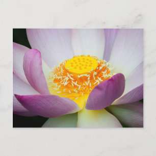 Cartão Postal EUA, Geórgia, Savana, Fechamento De Um Lotus 2