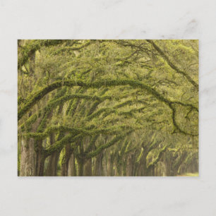 Cartão Postal EUA; Geórgia; Savannah. Carvalhos com