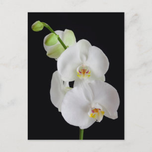 Cartão Postal EUA, Geórgia, Savannah, Conjunto de Orquídeas