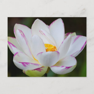 Cartão Postal EUA, Geórgia, Savannah, Flor de Lótus em Flor