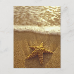 Cartão Postal EUA, Havaí, Maui, Maui, Kihei, Estrela-do-mar e