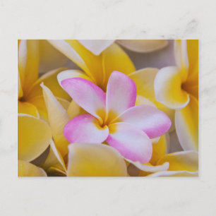 Cartão Postal EUA, Havaí, Oahu, Flores de Plumeria em flor 1