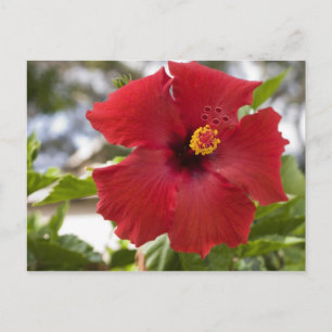 Cartão Postal EUA, Havaí, Oahu. O Hibisco é o