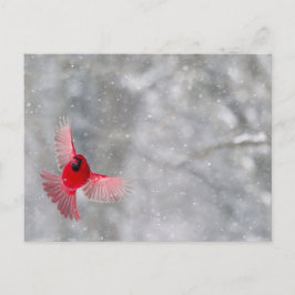 Cartão Postal EUA, Indiana, Indianapolis. Um cardinal macho